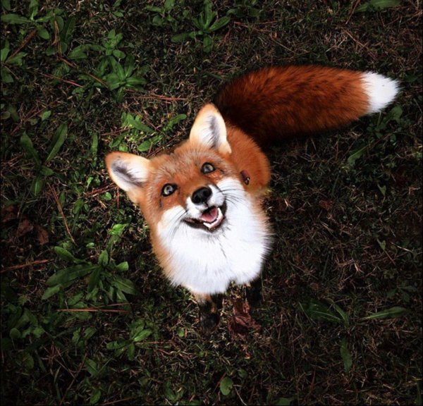 озорная лисичка