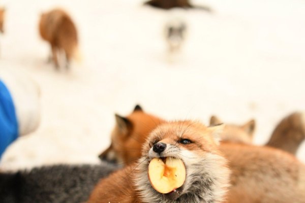 лисенок животные