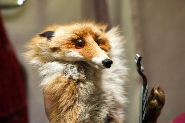 смешная лисичка