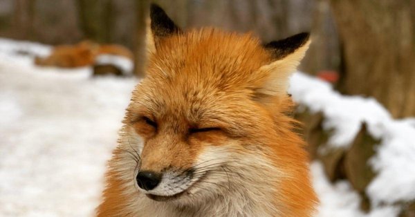 хитрая лисица