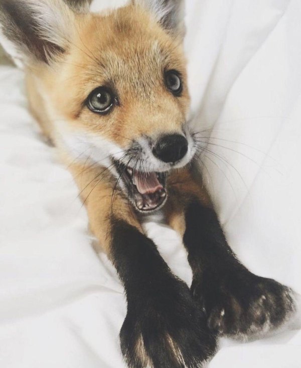 домашняя лиса