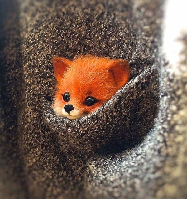 маленькие лисята