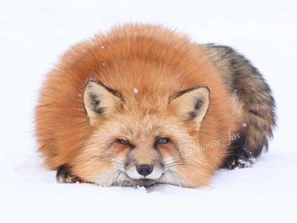 пушистая лиса