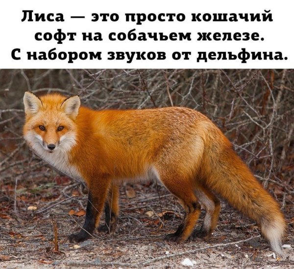 обыкновенная лисица