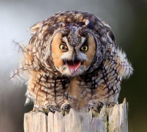 ушастая сова