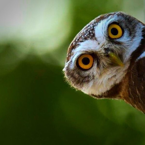 забавные совы