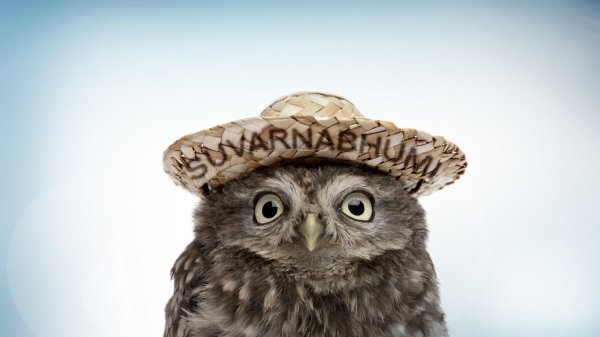 смешные совы