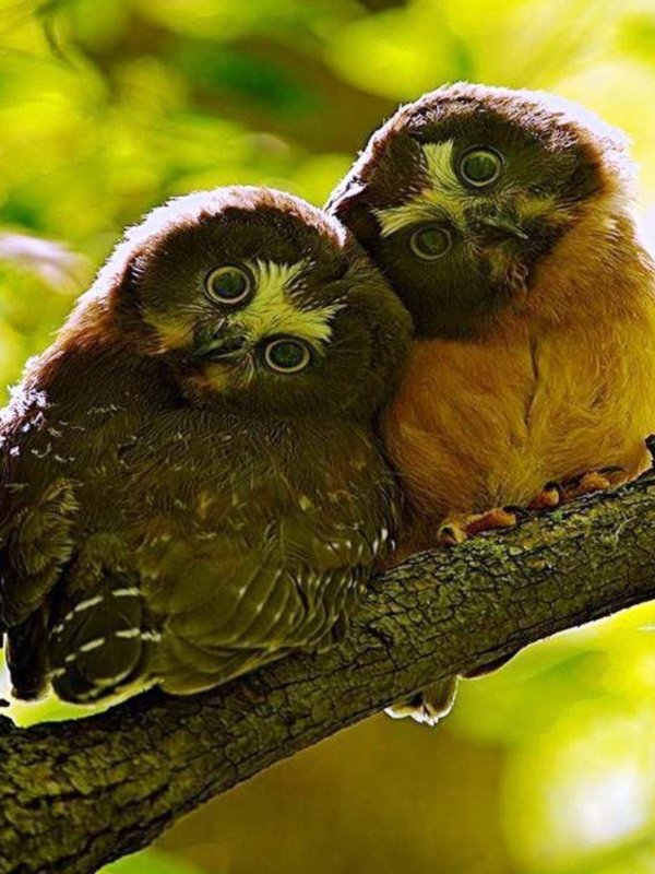 неразлучники попугаи