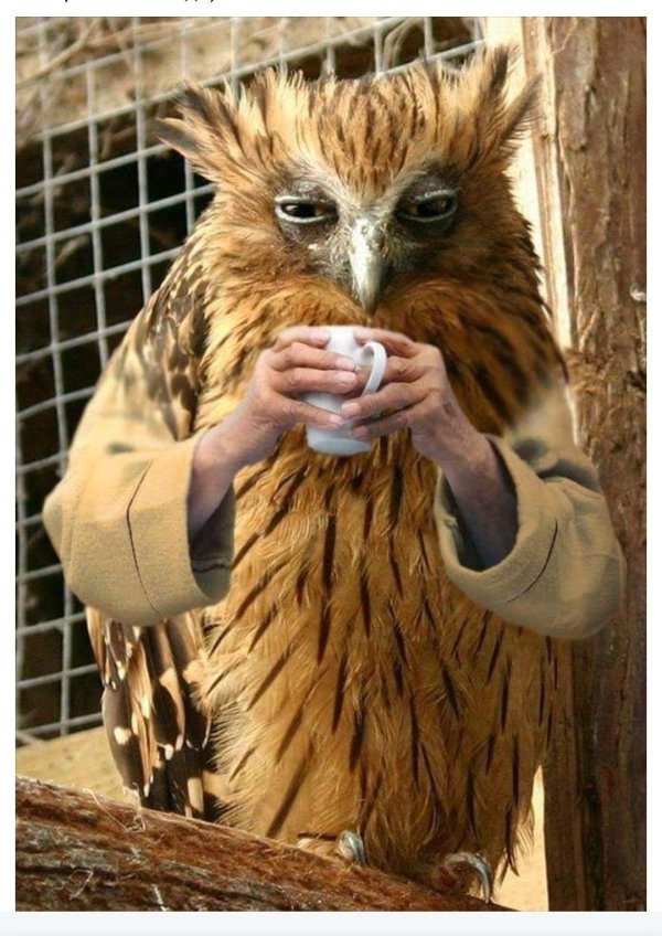 рыбный филин ketupa blakistoni