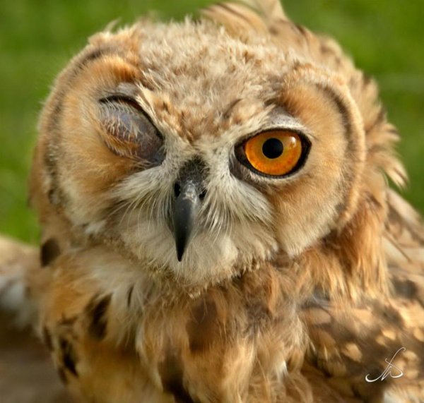 клюв ушастой совы