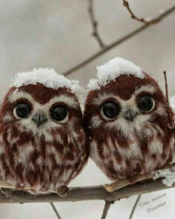 совенок маленький