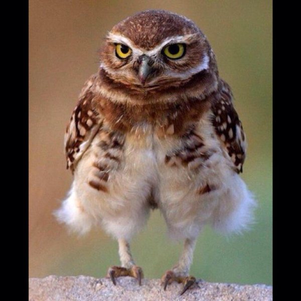 смешной совенок
