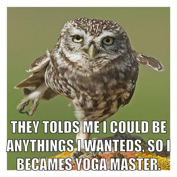 совообразные филин