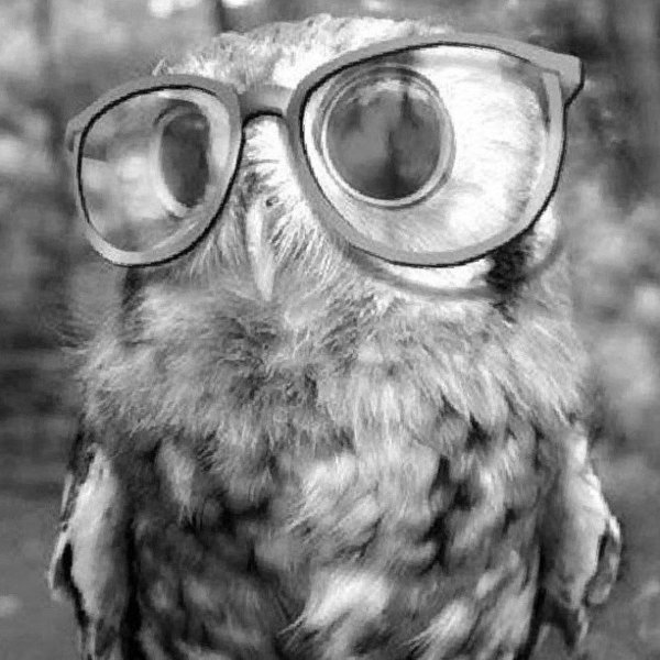 филин в очках