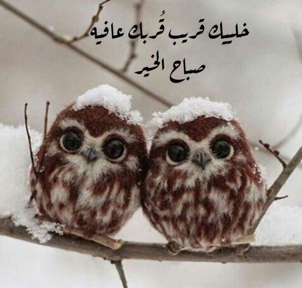 маленькие совята