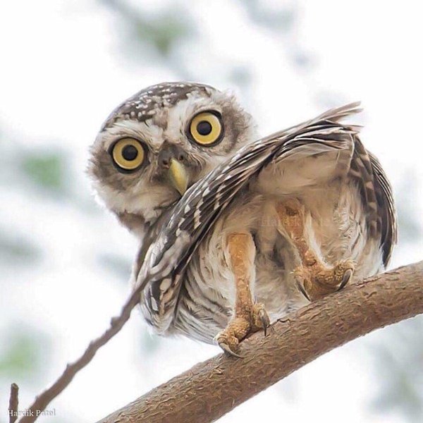 воробьиные сычи