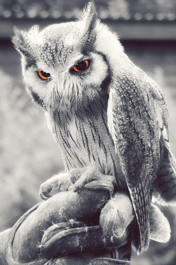 белолицая сплюшка