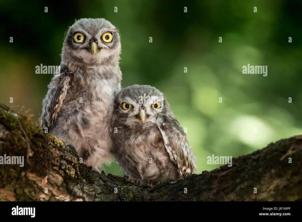 совы семейства совиные