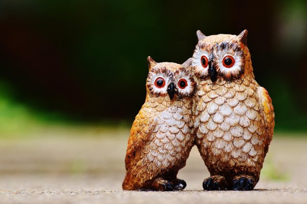 милые совята