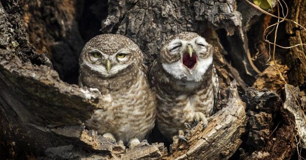 кроличий сыч