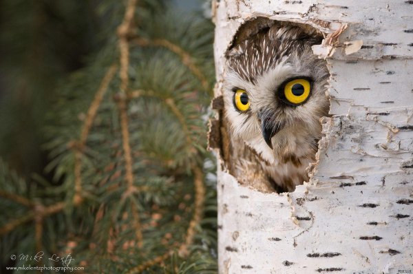 northern saw whet owl