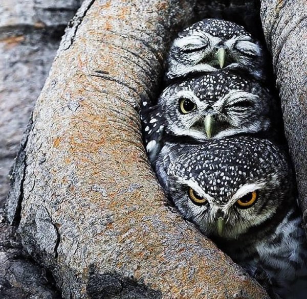 мохноногий сыч гнездо