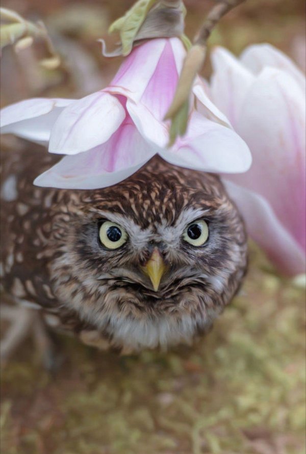 сычик сплюшка