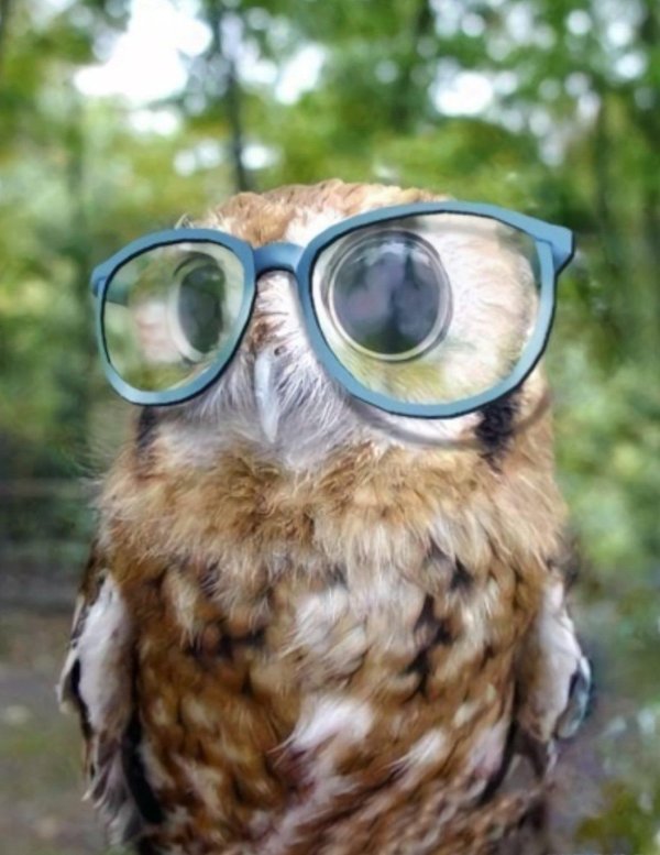 филин в очках