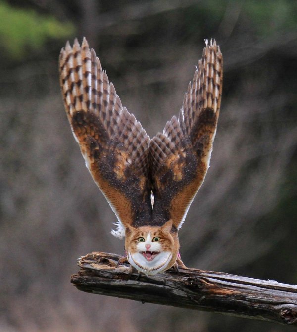 сипуха хвост