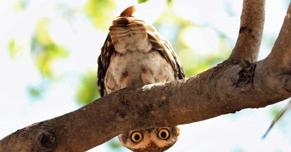 смешная птица