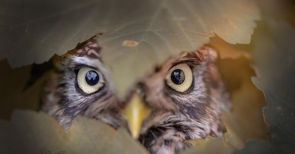 прикольные совы