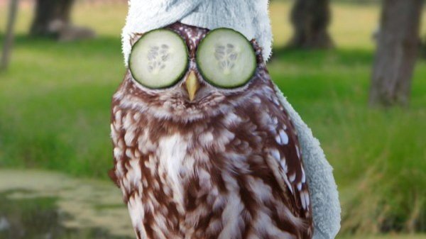 мохноногие сычи