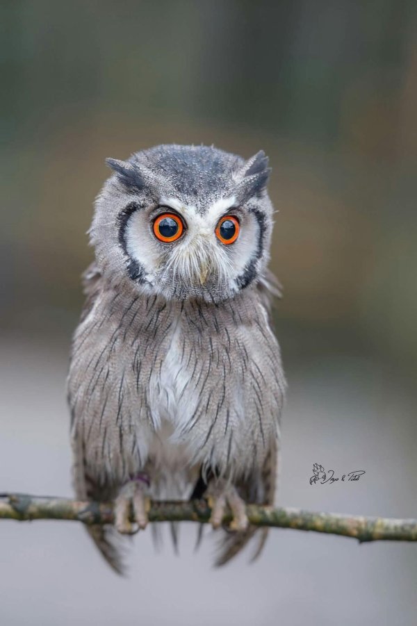 южная белолицая совка