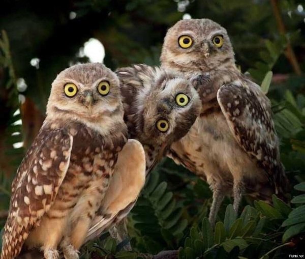 семейство сов