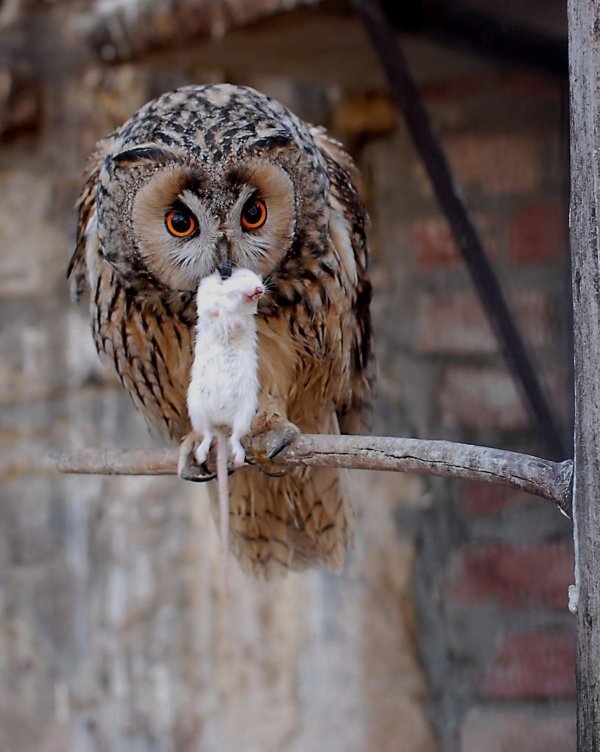 ушастая сова