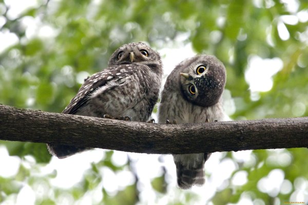 сычик сплюшка