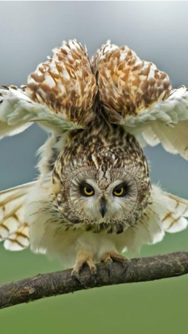 смешной совенок