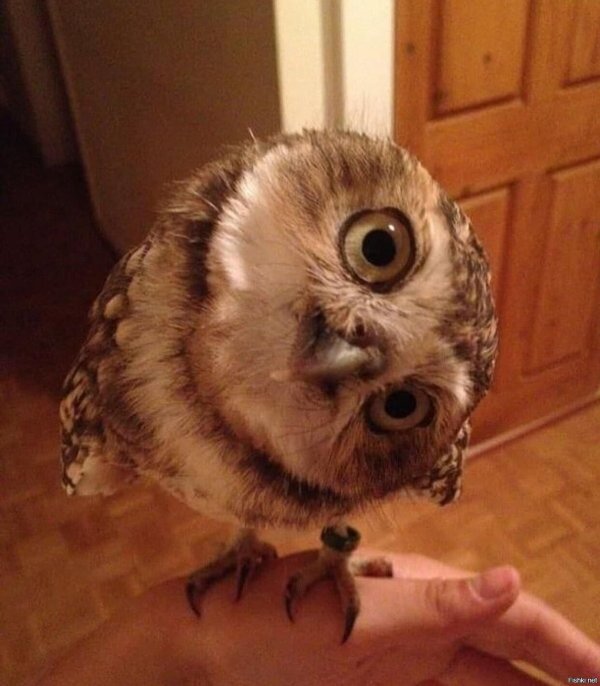 сова домашняя