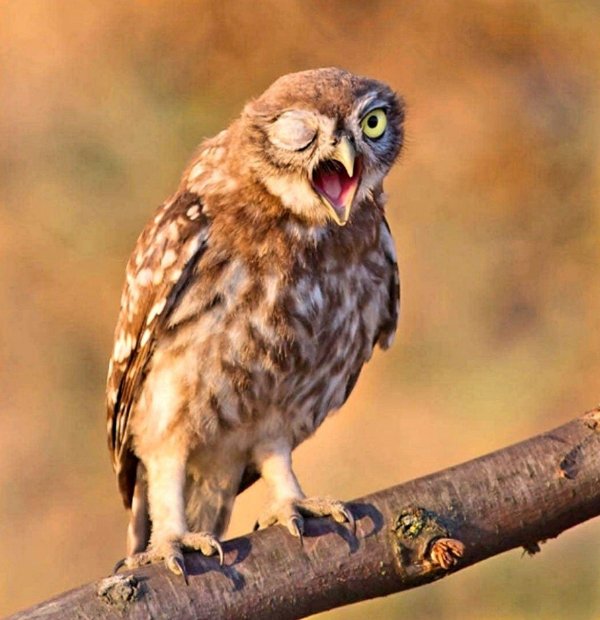 прикольные совы