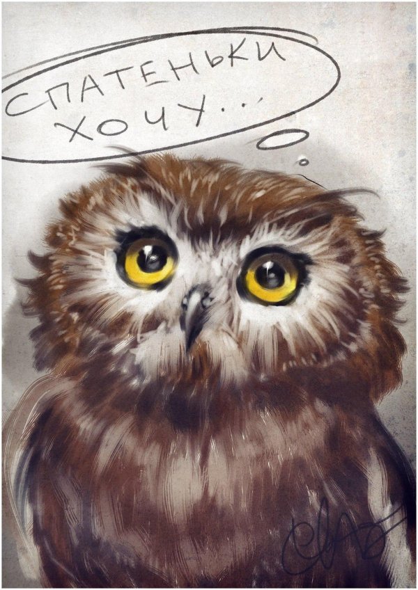 красивые рисунки совы