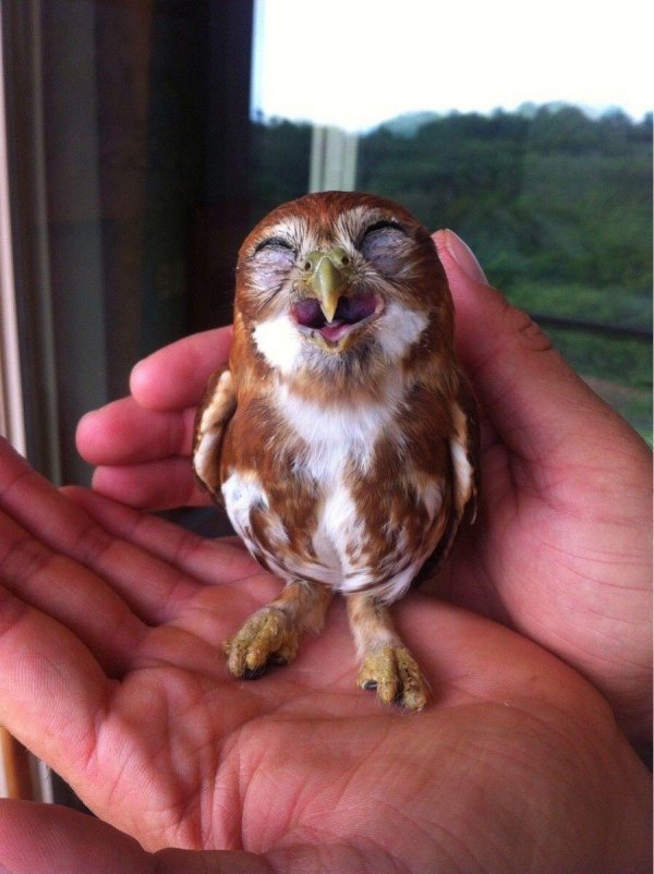 смешной совенок