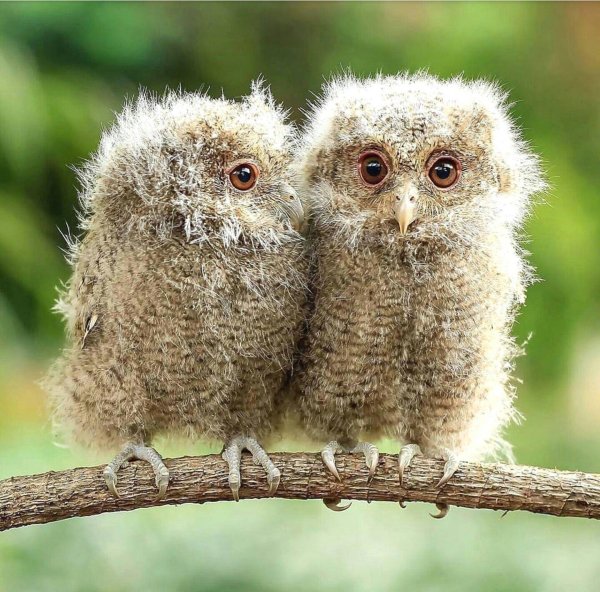 Прикольные совы