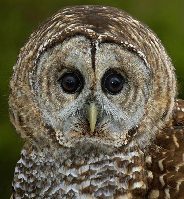 бородатая неясыть