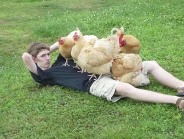 демотиваторы куры