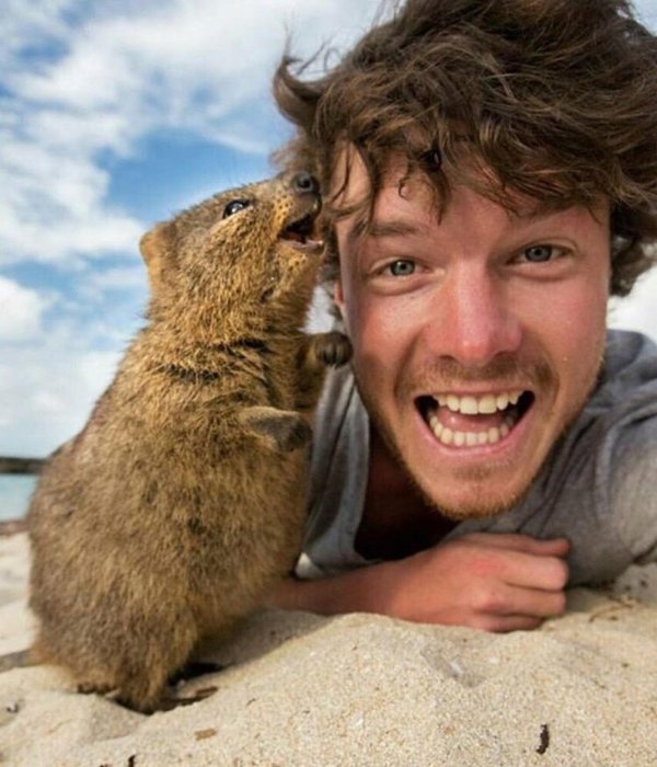 кенгуру квокка