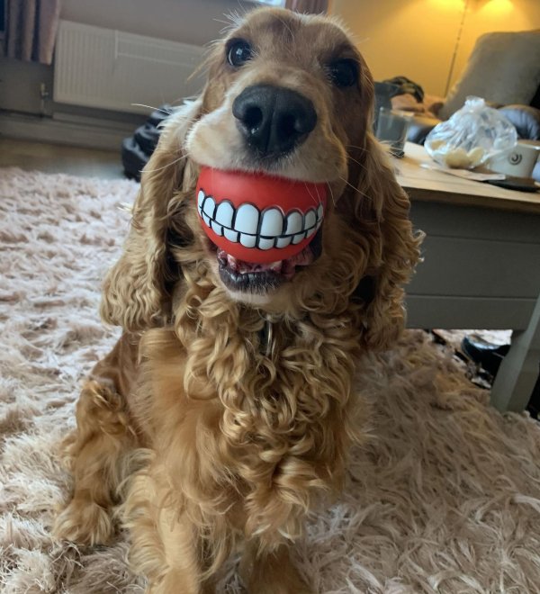 игрушка для собак