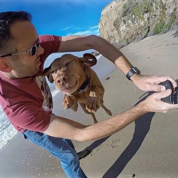 улыбающийся питбуль