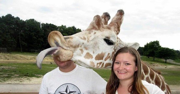 язык жирафа