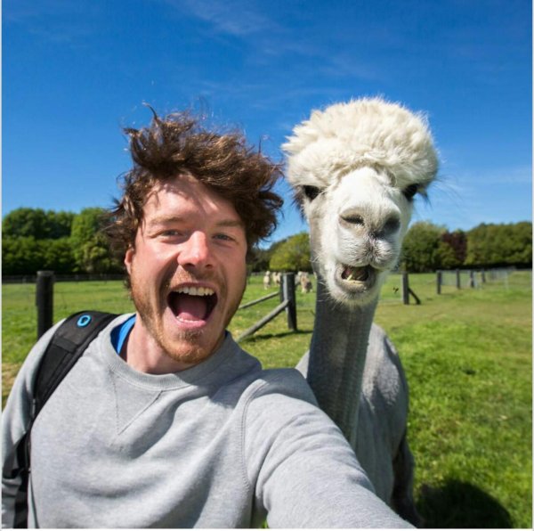 ламы и альпаки