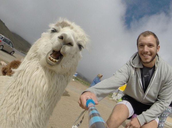 альпака вид ламы